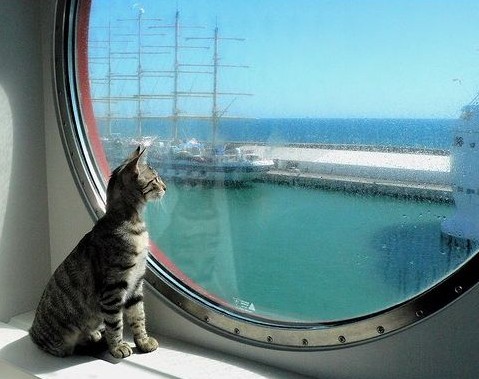 gatto nave