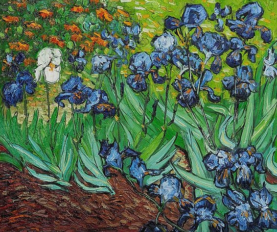 Iris