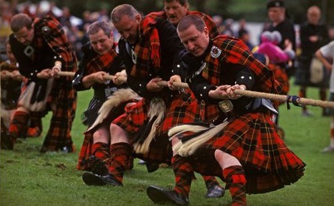 Scottish | Cucciolo Azzurro