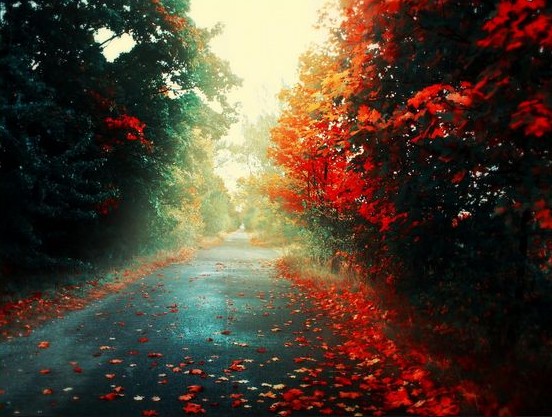 viale autunno